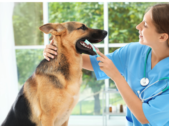 Cura dentale per animali domestici